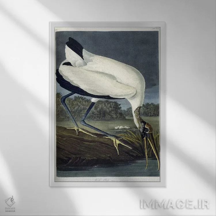تابلو 1834,ایبیس چوبی، ۱۸۳۴ (پرنده) اثر جان جیمز آدوبون (نقاش و پرندهشناس) - نمای قابدار سفید