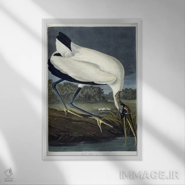 تابلو 1834,ایبیس چوبی، ۱۸۳۴ (پرنده) اثر جان جیمز آدوبون (نقاش و پرندهشناس) - نمای قابدار سفید