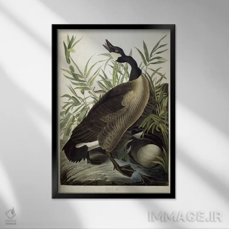 تابلو c.1827-1838،غاز کانادایی، حدود ۱۸۲۷–۱۸۳۸ اثر جان جیمز آدوبون (نقاش و پرندهشناس) - نمای قابدار مشکی