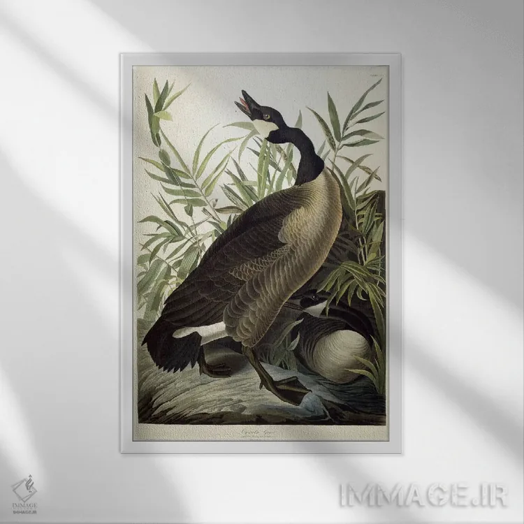 تابلو c.1827-1838،غاز کانادایی، حدود ۱۸۲۷–۱۸۳۸ اثر جان جیمز آدوبون (نقاش و پرندهشناس) - نمای قابدار سفید