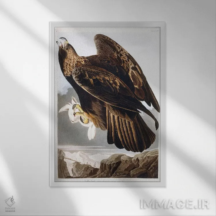 تابلو 1833،عقاب طلایی، ۱۸۳۳ (پرنده شکاری) اثر جان جیمز آدوبون (نقاش و پرندهشناس) - نمای قابدار سفید