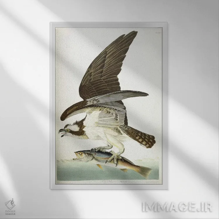 تابلو 1830,شاهین ماهیگیر، ۱۸۳۰ (پرنده) اثر جان جیمز آدوبون (نقاش و پرندهشناس) - نمای قابدار سفید