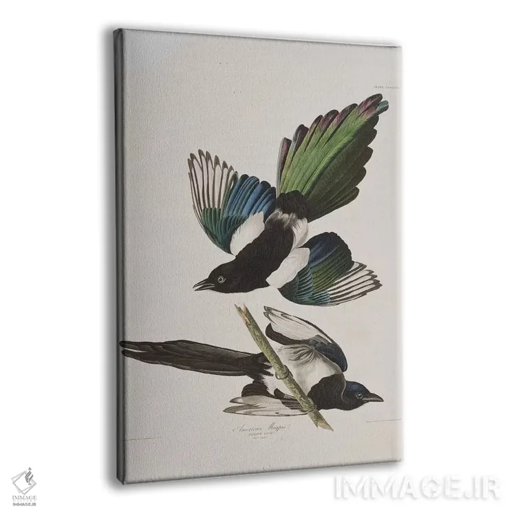 تابلو زاغ آمریکایی اثر جان جیمز آدوبون (نقاش و پرندهشناس) - نمای پرسپکتیو محصول