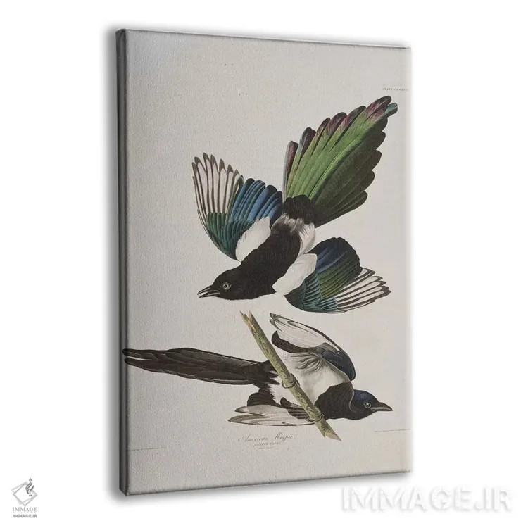 تابلو زاغ آمریکایی اثر جان جیمز آدوبون (نقاش و پرندهشناس) - نمای پرسپکتیو محصول