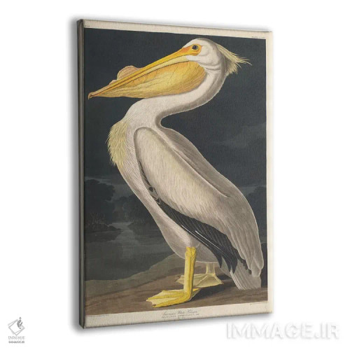 تابلو پلیکان سفید آمریکایی اثر جان جیمز آدوبون (نقاش و پرندهشناس) - نمای پرسپکتیو محصول