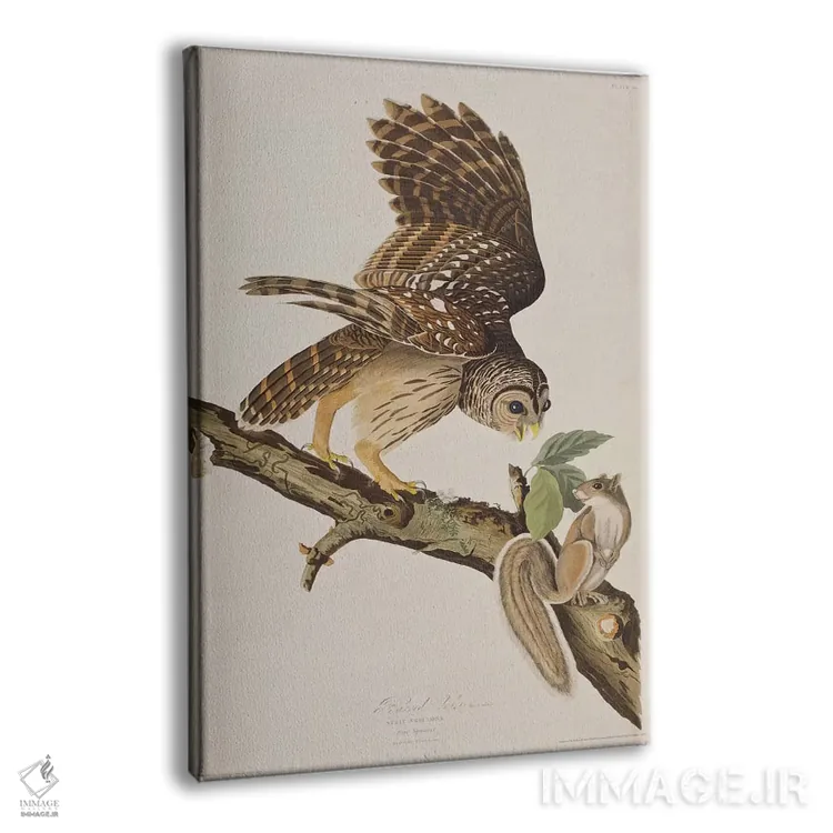 تابلو جغد خطدار و سنجاب خاکستری اثر جان جیمز آدوبون (نقاش و پرندهشناس) - نمای پرسپکتیو محصول