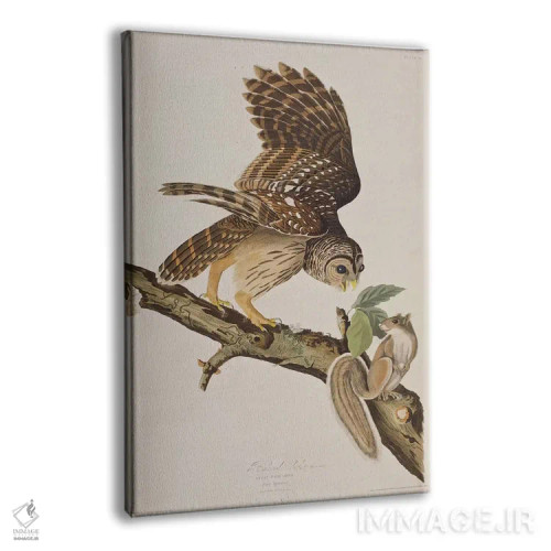 تابلو جغد خطدار و سنجاب خاکستری اثر جان جیمز آدوبون (نقاش و پرندهشناس) - نمای پرسپکتیو محصول