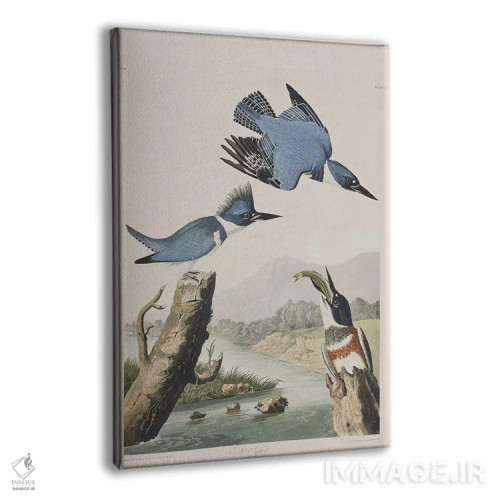 تابلو مرغ ماهیخوار کمربنددار اثر جان جیمز آدوبون (نقاش و پرندهشناس) - نمای پرسپکتیو محصول
