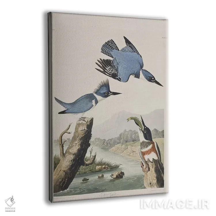تابلو مرغ ماهیخوار کمربنددار اثر جان جیمز آدوبون (نقاش و پرندهشناس) - نمای پرسپکتیو محصول