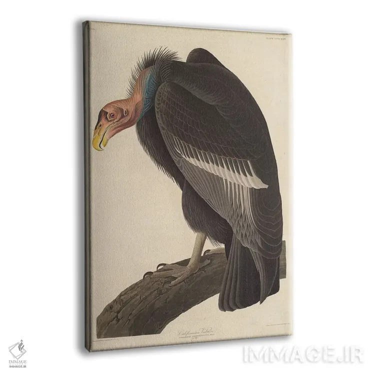 تابلو کرکس کالیفرنیایی اثر جان جیمز آدوبون (نقاش و پرندهشناس) - نمای پرسپکتیو محصول