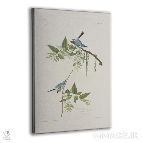 تابلو مگسگیر آبی-خاکستری و گردوی سیاه اثر جان جیمز آدوبون (نقاش و پرندهشناس) - نمای پرسپکتیو محصول
