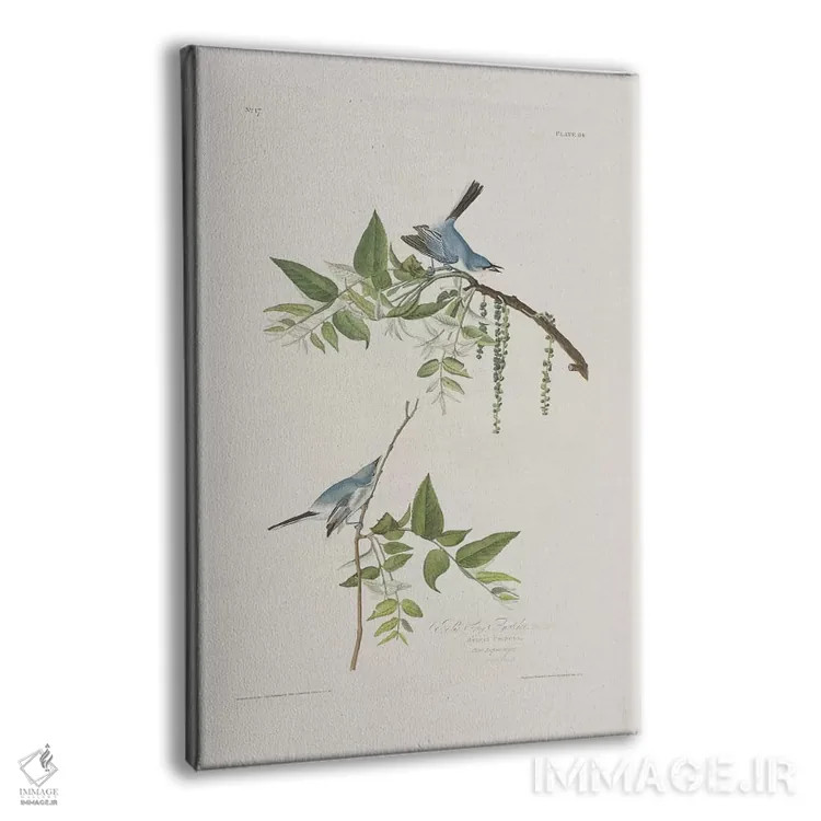 تابلو مگسگیر آبی-خاکستری و گردوی سیاه اثر جان جیمز آدوبون (نقاش و پرندهشناس) - نمای پرسپکتیو محصول