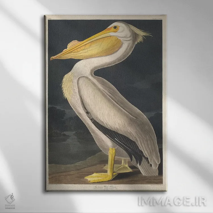تابلو پلیکان سفید آمریکایی اثر جان جیمز آدوبون (نقاش و پرندهشناس) - نمای روبهرو روی دیوار