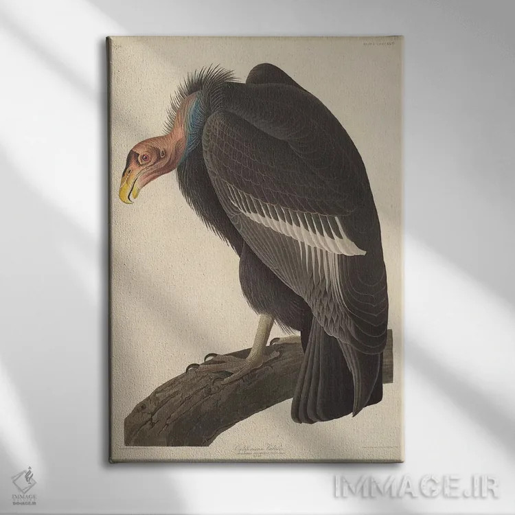 تابلو کرکس کالیفرنیایی اثر جان جیمز آدوبون (نقاش و پرندهشناس) - نمای روبهرو روی دیوار