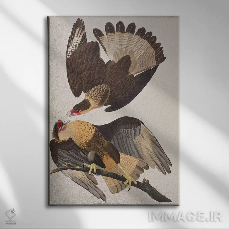 تابلو عقاب کارکارای برزیلی اثر جان جیمز آدوبون (نقاش و پرندهشناس) - نمای روبهرو روی دیوار