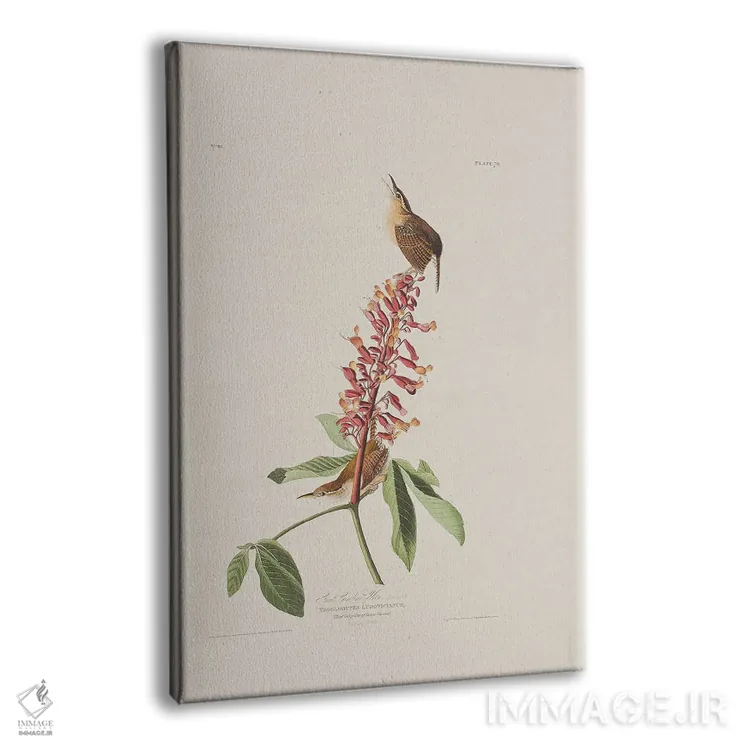 تابلو سینهسرخ کارولینای بزرگ و درخت باکای قرمز اثر جان جیمز آدوبون (نقاش و پرندهشناس) - نمای پرسپکتیو محصول