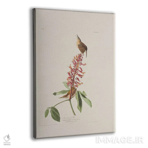 تابلو سینهسرخ کارولینای بزرگ و درخت باکای قرمز اثر جان جیمز آدوبون (نقاش و پرندهشناس) - نمای پرسپکتیو محصول