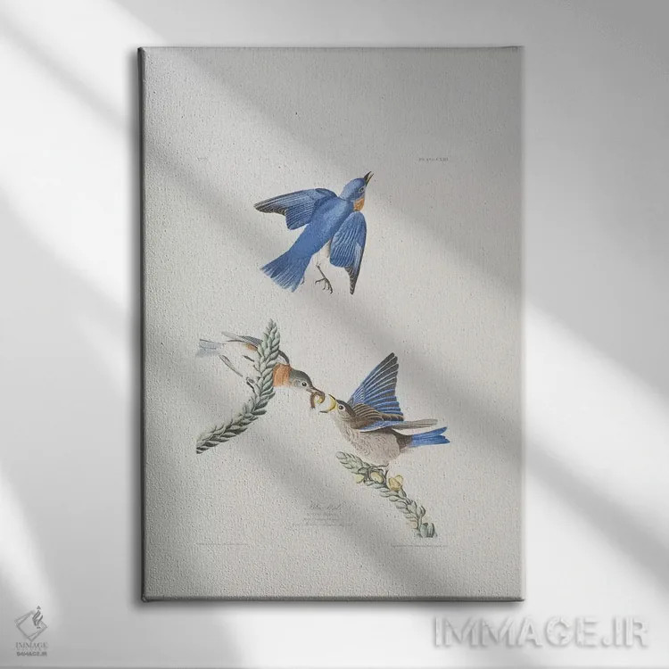 تابلو پرنده آبی و گل ماهور بزرگ اثر جان جیمز آدوبون (نقاش و پرندهشناس) - نمای روبهرو روی دیوار