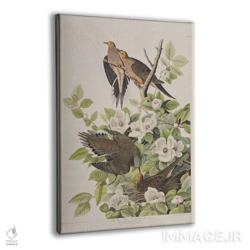 تابلو قمری کارولینا و استوارتیا ویرجینیا اثر جان جیمز آدوبون (نقاش و پرندهشناس) - نمای پرسپکتیو محصول