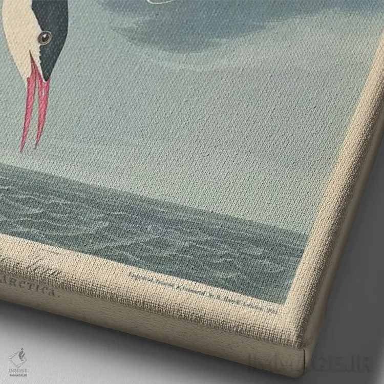 تابلو پرستوی دریایی شمالگان اثر جان جیمز آدوبون (نقاش و پرندهشناس) - نمای نزدیک بافت بوم