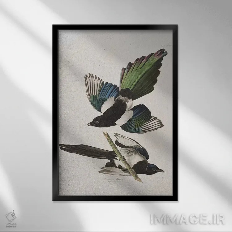 تابلو زاغ آمریکایی اثر جان جیمز آدوبون (نقاش و پرندهشناس) - نمای قابدار مشکی