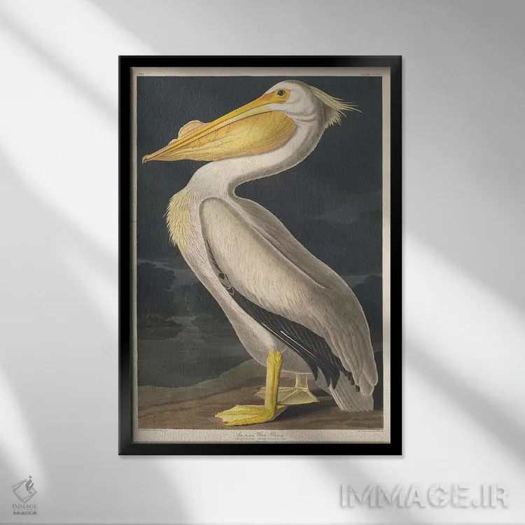 تابلو پلیکان سفید آمریکایی اثر جان جیمز آدوبون (نقاش و پرندهشناس) - نمای قابدار مشکی