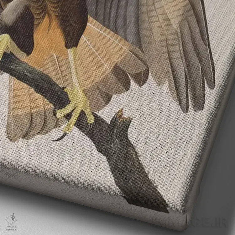 تابلو عقاب کارکارای برزیلی اثر جان جیمز آدوبون (نقاش و پرندهشناس) - نمای نزدیک بافت بوم