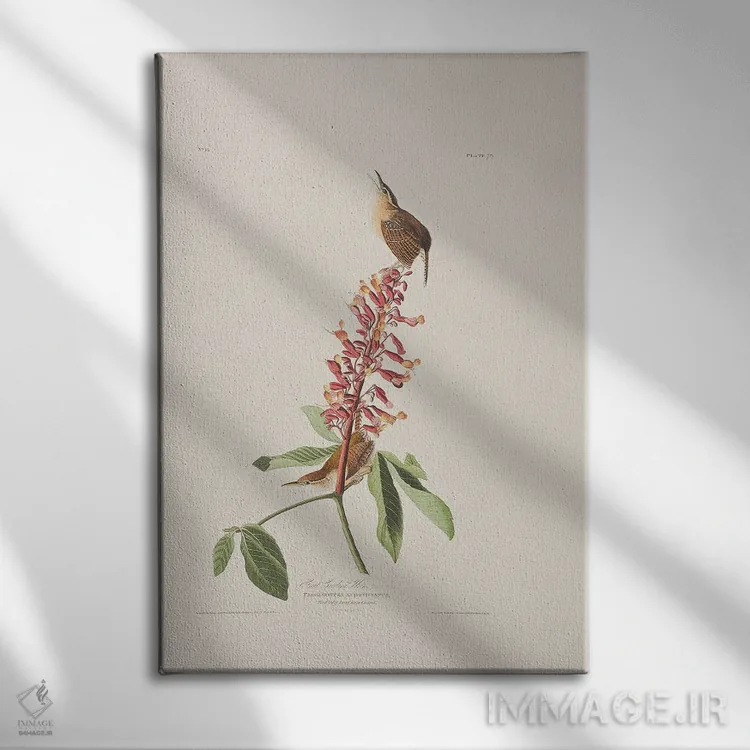 تابلو سینهسرخ کارولینای بزرگ و درخت باکای قرمز اثر جان جیمز آدوبون (نقاش و پرندهشناس) - نمای روبهرو روی دیوار