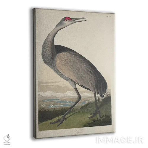 تابلو درنای فریادکش اثر جان جیمز آدوبون (نقاش و پرندهشناس) - نمای پرسپکتیو محصول