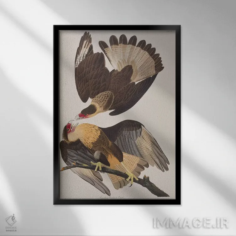 تابلو عقاب کارکارای برزیلی اثر جان جیمز آدوبون (نقاش و پرندهشناس) - نمای قابدار مشکی