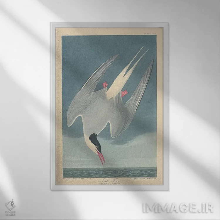 تابلو پرستوی دریایی شمالگان اثر جان جیمز آدوبون (نقاش و پرندهشناس) - نمای قابدار سفید