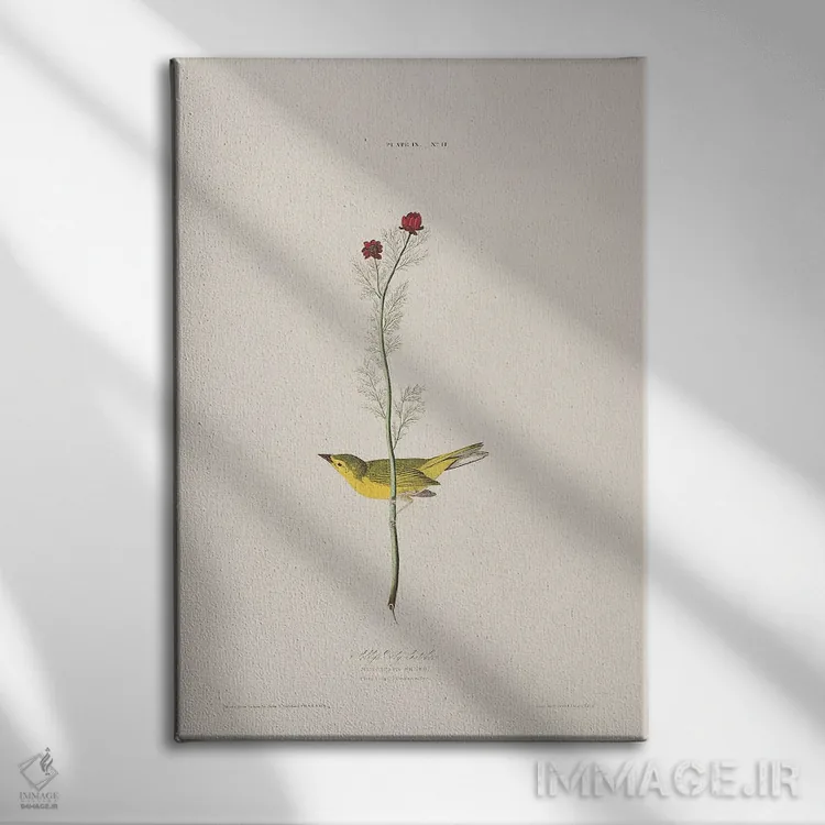 تابلو مگسگیر سلـبی و چشم قرقاول اثر جان جیمز آدوبون (نقاش و پرندهشناس) - نمای روبهرو روی دیوار