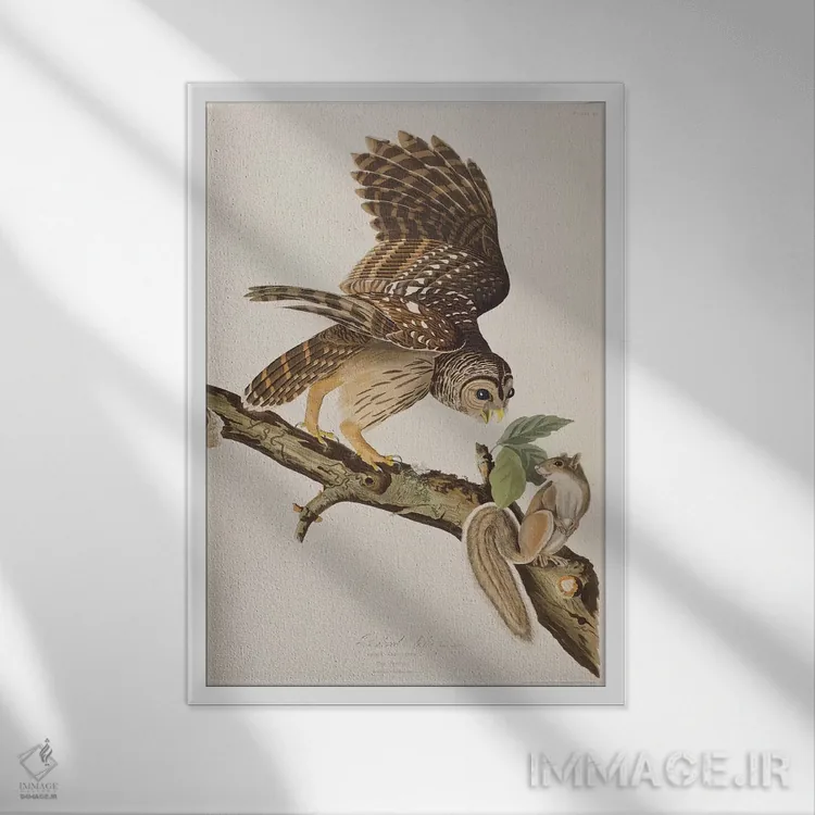 تابلو جغد خطدار و سنجاب خاکستری اثر جان جیمز آدوبون (نقاش و پرندهشناس) - نمای قابدار سفید