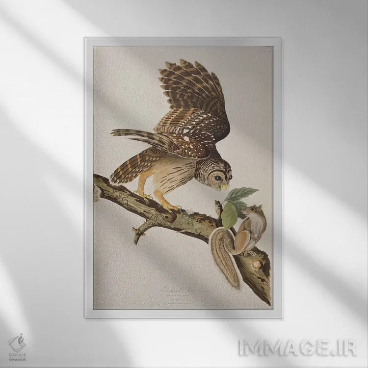 تابلو جغد خطدار و سنجاب خاکستری اثر جان جیمز آدوبون (نقاش و پرندهشناس) - نمای قابدار سفید