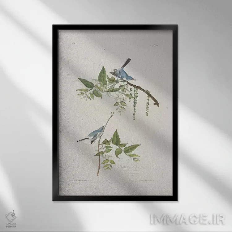 تابلو مگسگیر آبی-خاکستری و گردوی سیاه اثر جان جیمز آدوبون (نقاش و پرندهشناس) - نمای قابدار مشکی