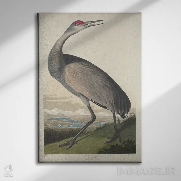 تابلو درنای فریادکش اثر جان جیمز آدوبون (نقاش و پرندهشناس) - نمای روبهرو روی دیوار