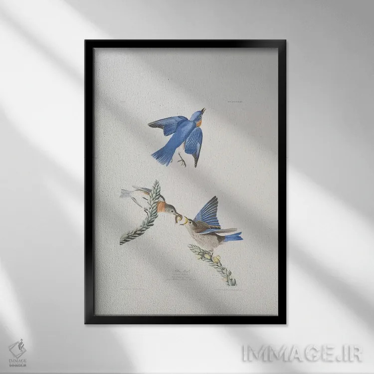 تابلو پرنده آبی و گل ماهور بزرگ اثر جان جیمز آدوبون (نقاش و پرندهشناس) - نمای قابدار مشکی