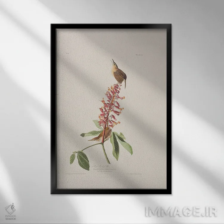 تابلو سینهسرخ کارولینای بزرگ و درخت باکای قرمز اثر جان جیمز آدوبون (نقاش و پرندهشناس) - نمای قابدار مشکی