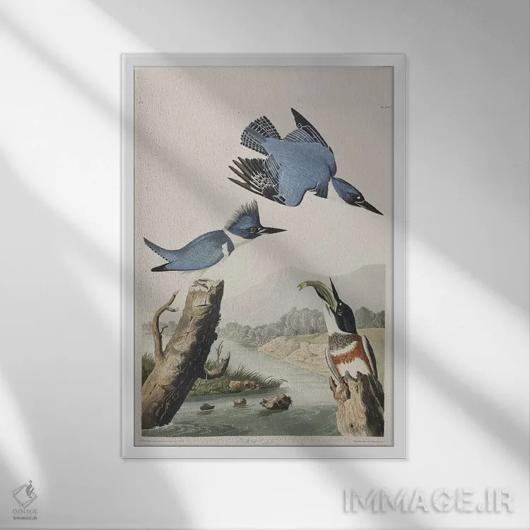 تابلو مرغ ماهیخوار کمربنددار اثر جان جیمز آدوبون (نقاش و پرندهشناس) - نمای قابدار سفید