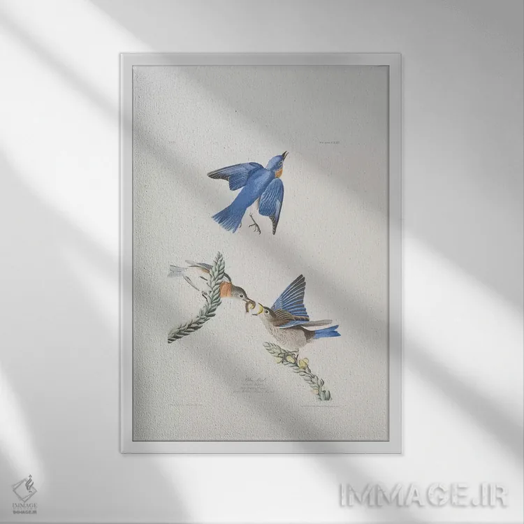 تابلو پرنده آبی و گل ماهور بزرگ اثر جان جیمز آدوبون (نقاش و پرندهشناس) - نمای قابدار سفید