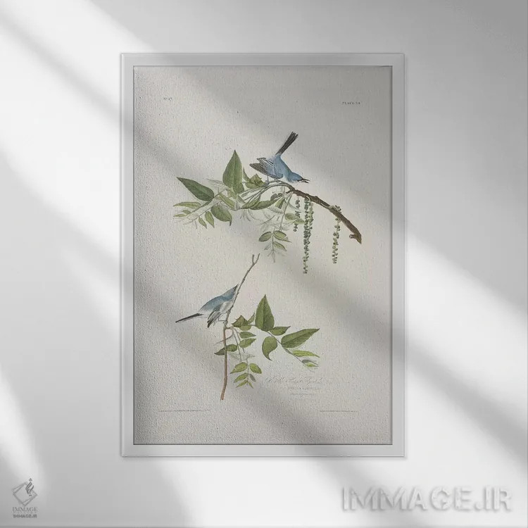 تابلو مگسگیر آبی-خاکستری و گردوی سیاه اثر جان جیمز آدوبون (نقاش و پرندهشناس) - نمای قابدار سفید