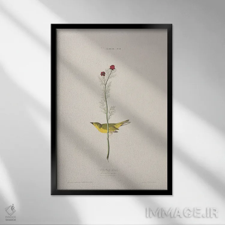 تابلو مگسگیر سلـبی و چشم قرقاول اثر جان جیمز آدوبون (نقاش و پرندهشناس) - نمای قابدار مشکی