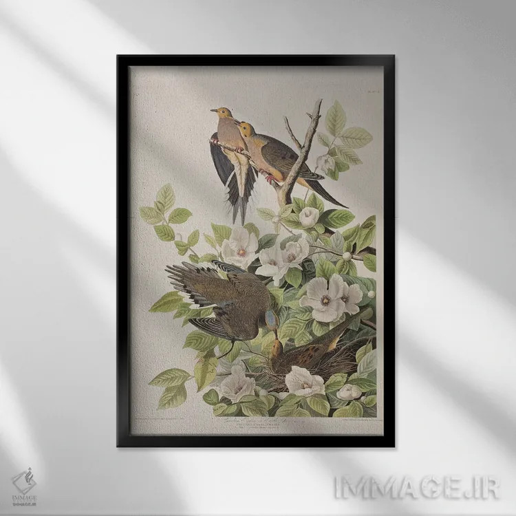 تابلو قمری کارولینا و استوارتیا ویرجینیا اثر جان جیمز آدوبون (نقاش و پرندهشناس) - نمای قابدار مشکی