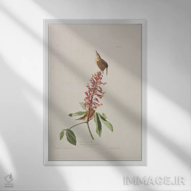 تابلو سینهسرخ کارولینای بزرگ و درخت باکای قرمز اثر جان جیمز آدوبون (نقاش و پرندهشناس) - نمای قابدار سفید