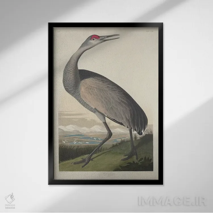 تابلو درنای فریادکش اثر جان جیمز آدوبون (نقاش و پرندهشناس) - نمای قابدار مشکی