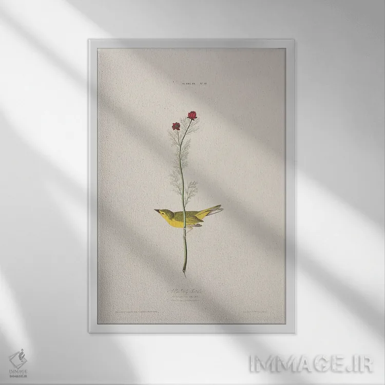 تابلو مگسگیر سلـبی و چشم قرقاول اثر جان جیمز آدوبون (نقاش و پرندهشناس) - نمای قابدار سفید