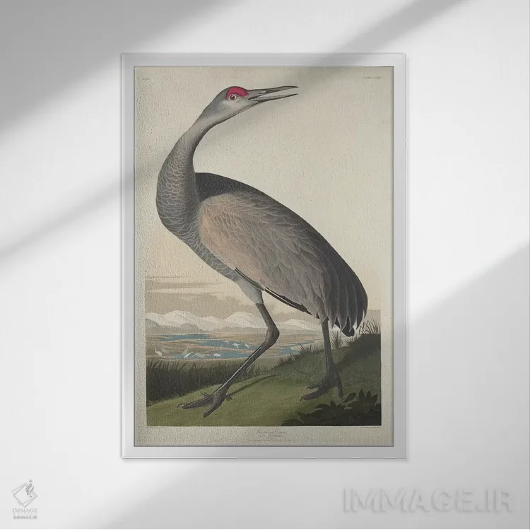 تابلو درنای فریادکش اثر جان جیمز آدوبون (نقاش و پرندهشناس) - نمای قابدار سفید
