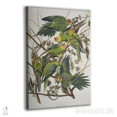 تابلو طوطی کارولینا و خار Cuckle اثر جان جیمز آدوبون (نقاش و پرندهشناس) - نمای پرسپکتیو محصول