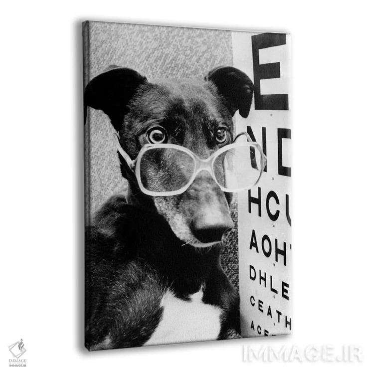 تابلو سگ گریهوند با عینک، فوریه ۱۹۸۷ اثر رو دز آرشیو (آرشیو خیابان) - نمای پرسپکتیو محصول