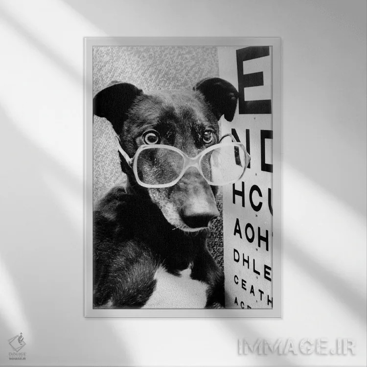 تابلو سگ گریهوند با عینک، فوریه ۱۹۸۷ اثر رو دز آرشیو (آرشیو خیابان) - نمای قابدار سفید